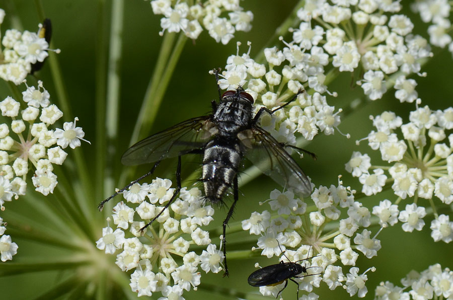 Tachinidae e Sciara sp.